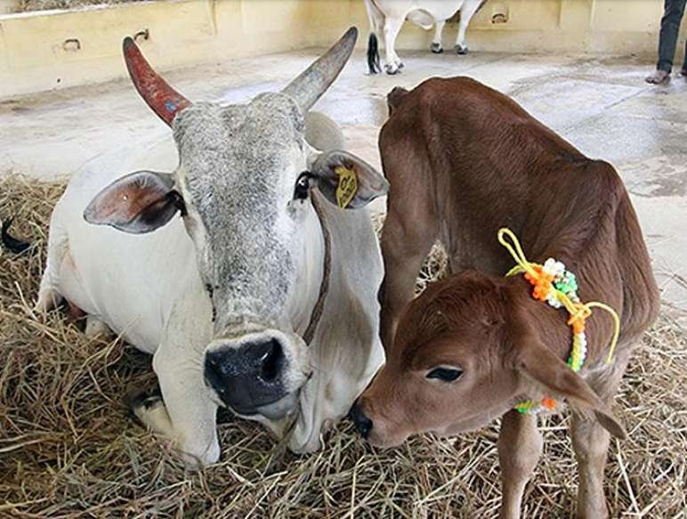 Janmashtami Gau Seva-0