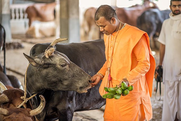 cow seva