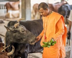 cow seva